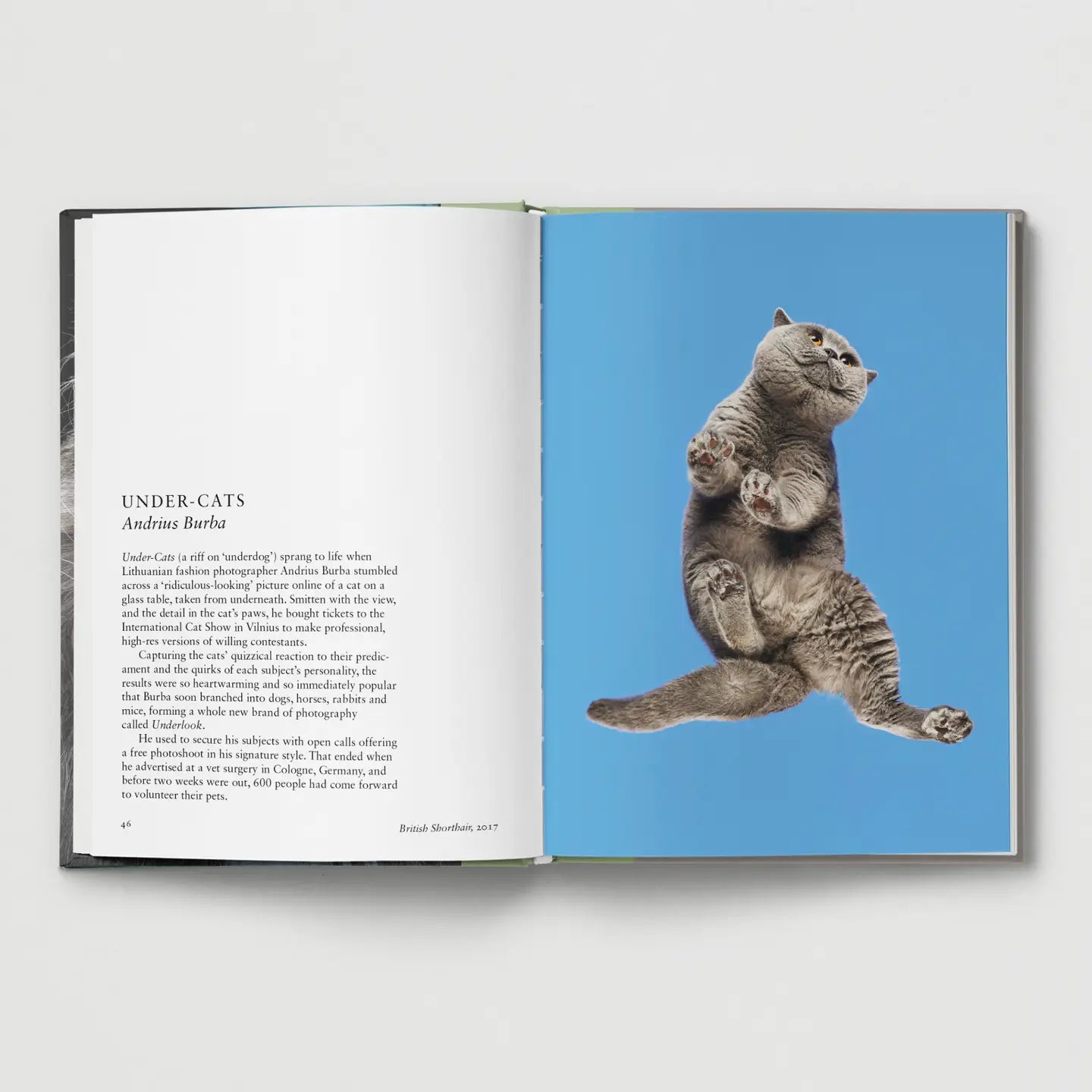 Cat - THE BRISTOL ARTISAN