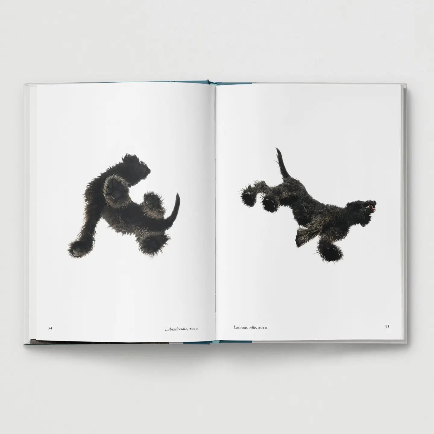 Dog - THE BRISTOL ARTISAN