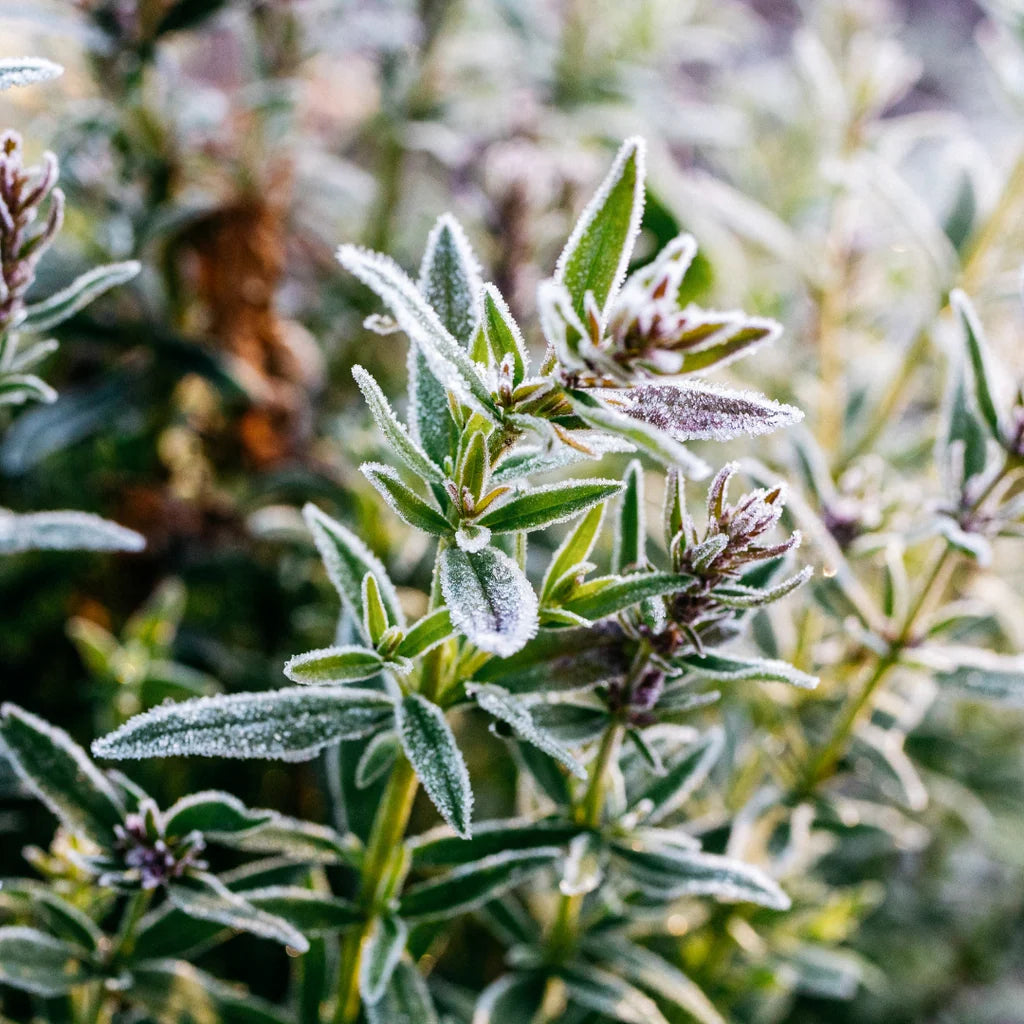 Winter Thyme Christmas candle Tin - THE BRISTOL ARTISAN
