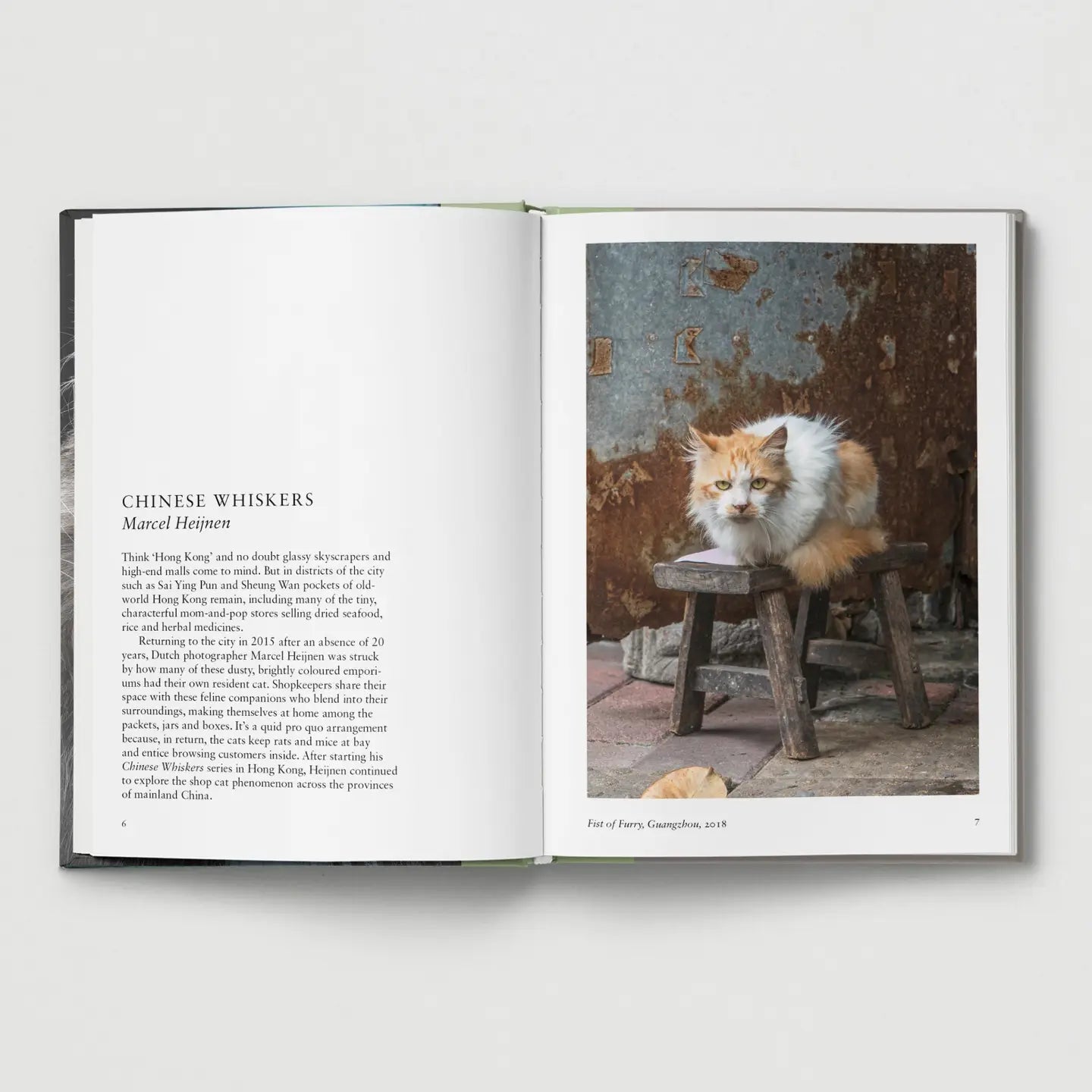 Cat - THE BRISTOL ARTISAN