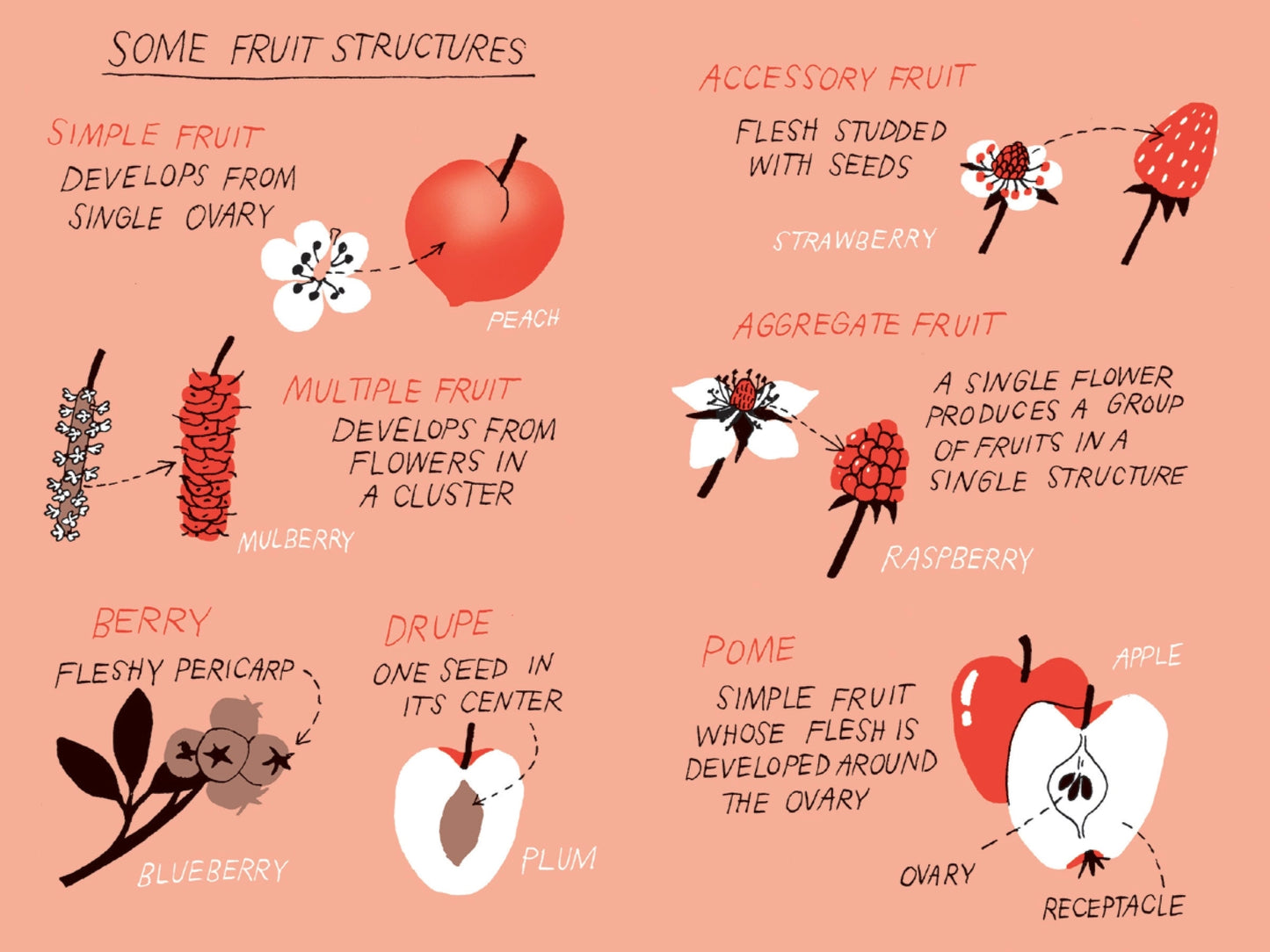 Fruit Harvesting: Discover Nature’s Abundance (Hardback) - THE BRISTOL ARTISAN