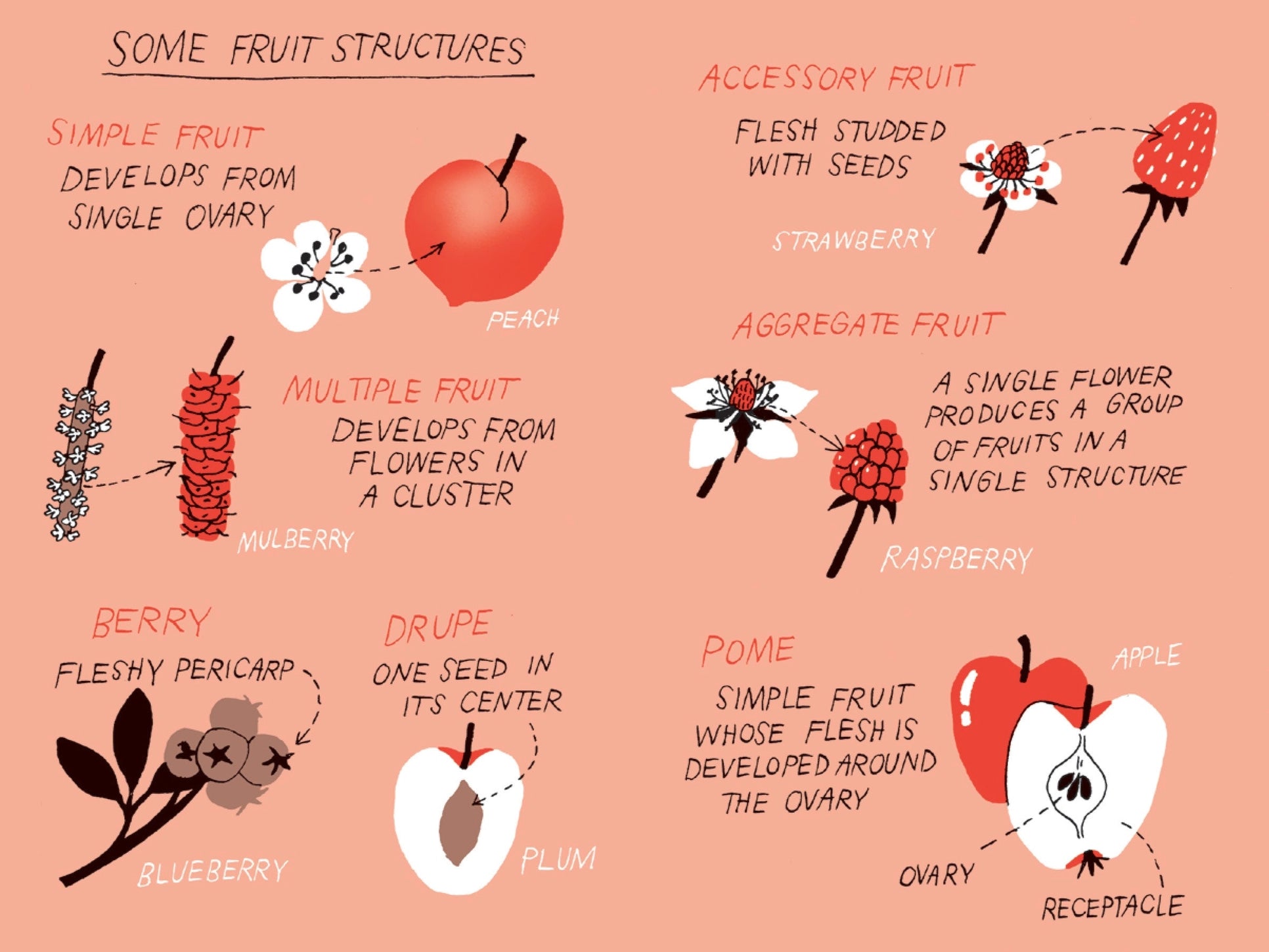 Fruit Harvesting: Discover Nature’s Abundance (Hardback) - THE BRISTOL ARTISAN