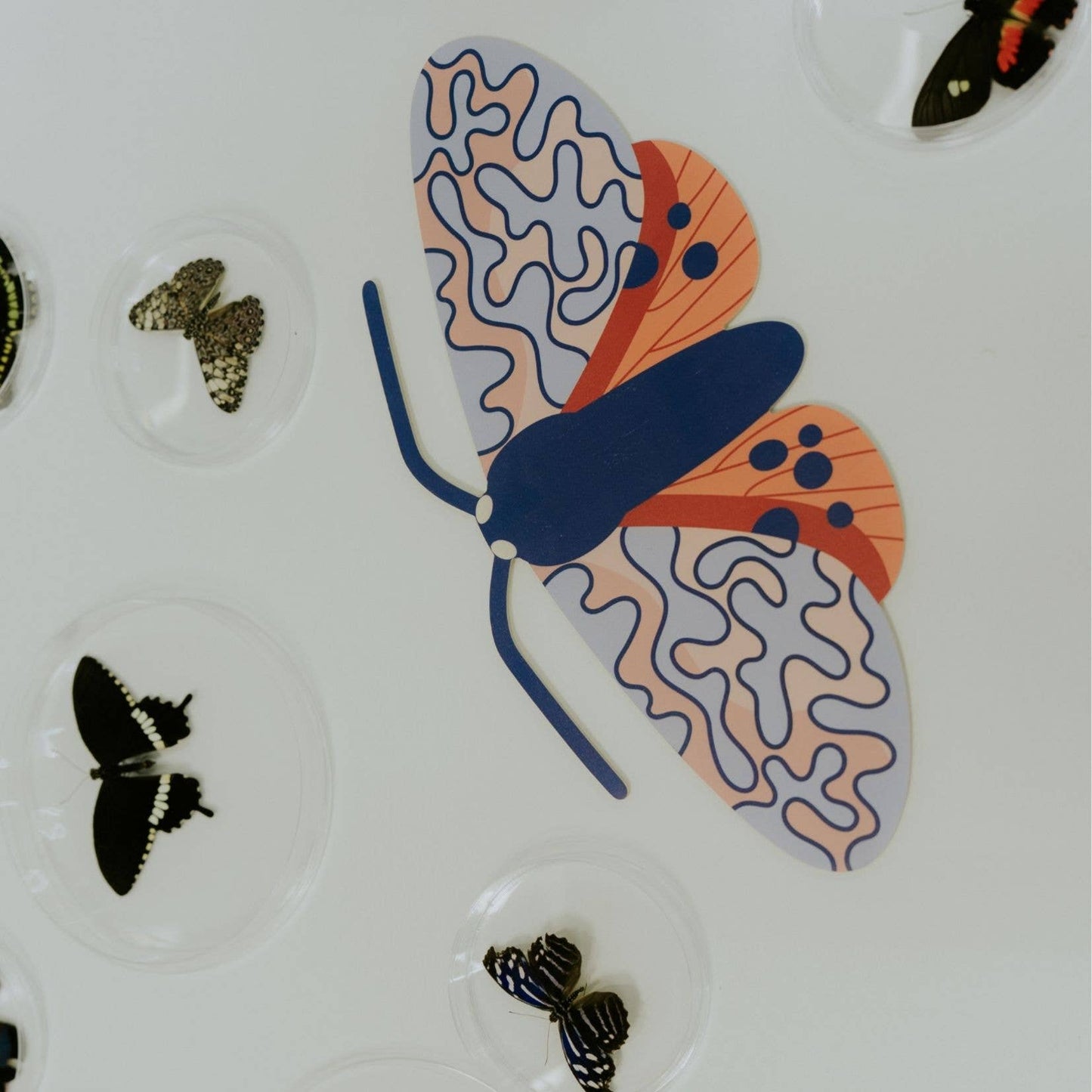 Ornate Moth Plywood Wall Decoration - THE BRISTOL ARTISAN