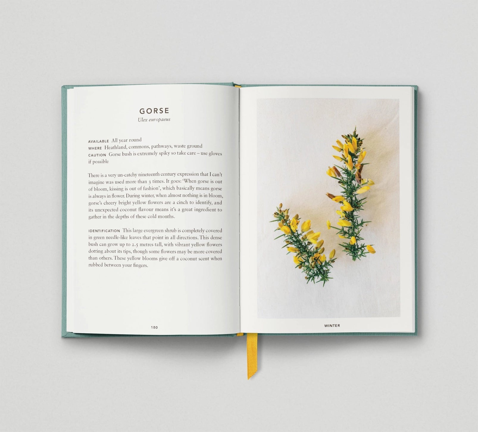 The Urban Forager - THE BRISTOL ARTISAN